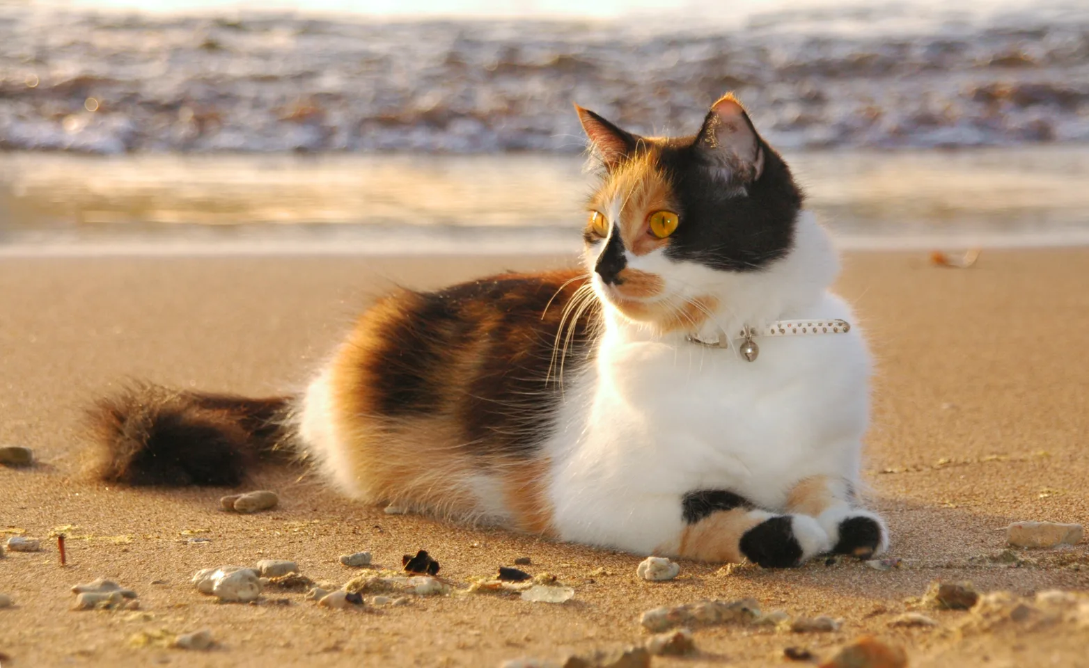 Cat on the beach.